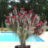 Rômulo Cavalcanti Braga