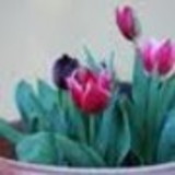 ELISABETH ALVES PLÁCIDO