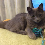 Jessica Holz França