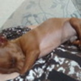 Patricia Pereira da Silva