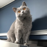 Luiz Marcelo Majauskis