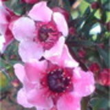 Erika de Mello Peregrino