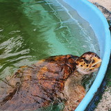 Ir para o perfil do usuário