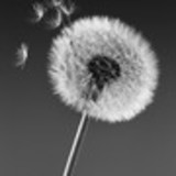 Rosilane Santos de Lima