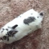 LUCIANO PFEIFER MACEDO