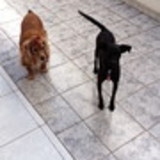 alessandra garcia da silva