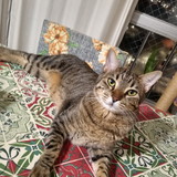 JANETE MAGACHO NIEVA