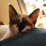 fabricio panhan costa