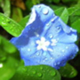 FATIMA FERREIRA GUIMARÃES