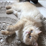 Crochês Vovó do Fefé