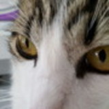 svetlana zolnerkevic