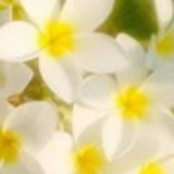 Márcia Monteiro Soares