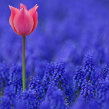 Suellen da Silva Santos