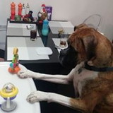 Rodrigo Otávio Carbone