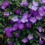 Raquel Pizzo de Paula