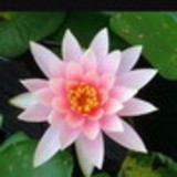 Francine Takayama Ramalho