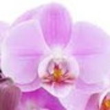 Miriam Arranjos Florais