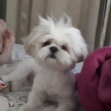 Anna Paula Lopes Impellizzieri