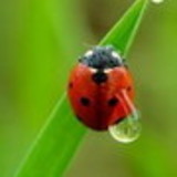 Rosane Maria Piovesan