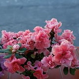 Lana Presentes & Variedades