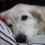 sonia marques garcia