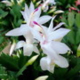 Eloiza Helena Batista