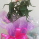 Gisele Texdorf Martins