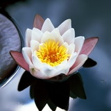 Telma Heloisa Amancio Rezende