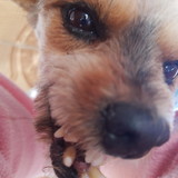 Rafaela Pereira de Santana Santos