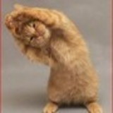 JULIANA ALVES ALMEIDA MENESES