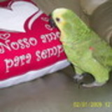 Sofia Rodrigues Duarte