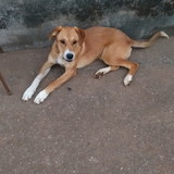 ariane de abreu pereira