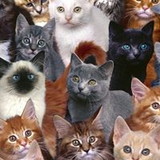 virginia moreira de castro