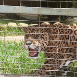 ANA PATRICIA DE FREITAS