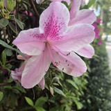 maria fernanda de barros pimentel