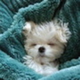 Lilian Alexandrina de Jesus Fernandes