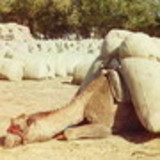 samuel campos ferreira