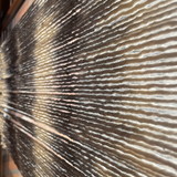 Sonia Wysard, fios e nós.