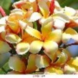 GIUCINETE ARCANJO DE SOUZA