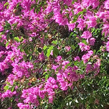 Tâmara Borges Cardoso