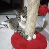 Simone Lima de Souza