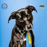 José Rubens Battazza Iasbech