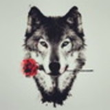 excluido_Wolf Shop