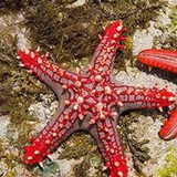 Andrea Pacheco Silva Hespanha