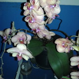 Maria da Conceição Santana Marota