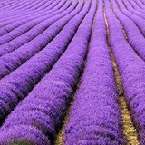 Cassia maria carnielli