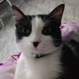 Ariana Santos de Araujo