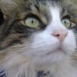 Priscilla Ferreira da Silva