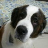 Alessandra Fernandes