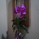 VIVIANE MOREIRA DE ANDRADE